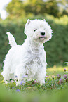 standing West Highland White Terrier