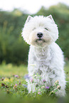 standing West Highland White Terrier