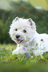 lying West Highland White Terrier