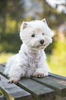 lying West Highland White Terrier