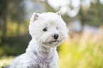 West Highland White Terrier Portrait