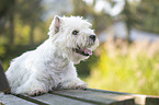 lying West Highland White Terrier