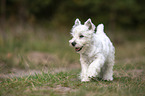 running West Highland White Terrier