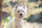 West Highland White Terrier Portrait