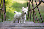 standing West Highland White Terrier