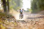 running West Highland White Terrier