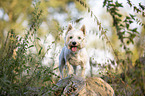 standing West Highland White Terrier