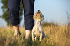 West Highland White Terrier