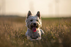 lying West Highland White Terrier