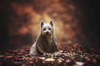 West Highland White Terrier