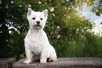 sitting West Highland White Terrier