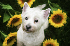 sitting West Highland White Terrier