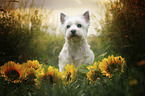 sitting West Highland White Terrier