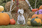 West Highland White Terrier in autumn