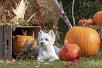 West Highland White Terrier in autumn