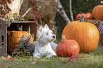 West Highland White Terrier in autumn