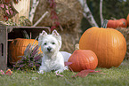 West Highland White Terrier in autumn