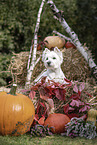 West Highland White Terrier in autumn