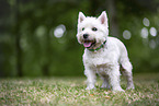 West Highland White Terrier