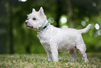 West Highland White Terrier