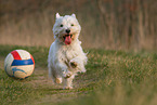 West Highland White Terrier in summer