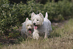 2 West Highland White Terrier