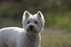 West Highland White Terrier