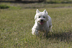 West Highland White Terrier