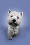 West Highland White Terrier