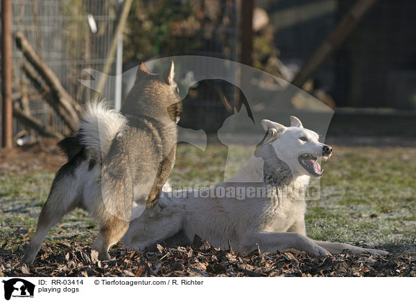 Spielende Hunde / playing dogs / RR-03414