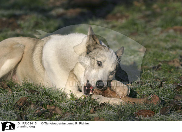 Laika knabbert am Stckchen / gnawing dog / RR-03415