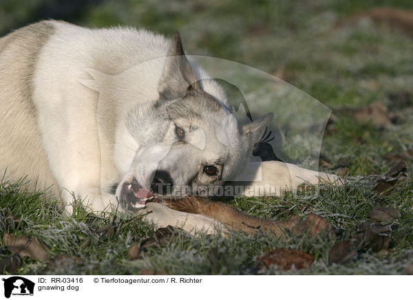 Laika knabbert am Stckchen / gnawing dog / RR-03416