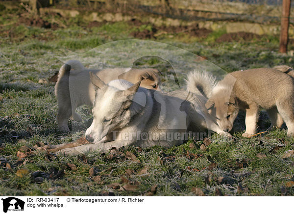 Laike mit Welpen / dog with whelps / RR-03417