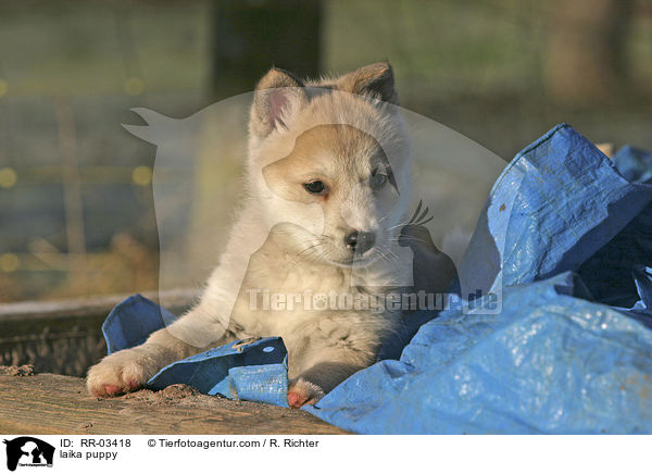 Westsibirscher Laika Welpe / laika puppy / RR-03418