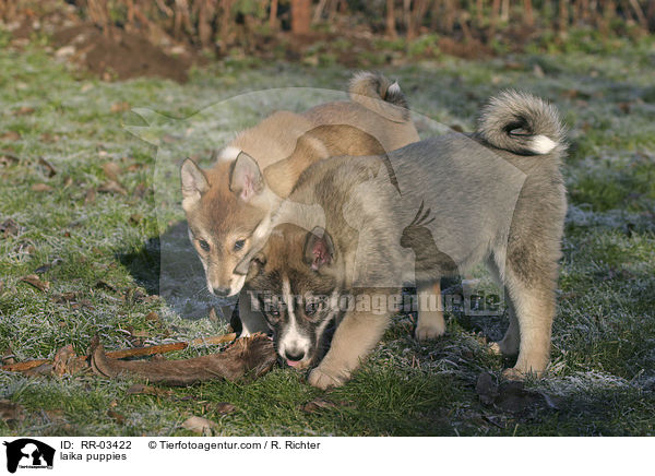 Westsibirischer Laika Welpen / laika puppies / RR-03422