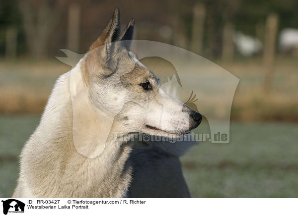 Westsibirscher Laika Portrait / Westsiberian Laika Portrait / RR-03427