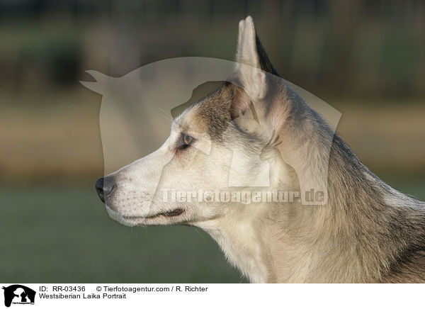 Westsibirscher Laika Portrait / Westsiberian Laika Portrait / RR-03436