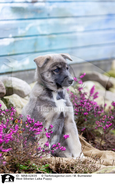 Westsibirischer Laika Welpe / West Siberian Laika Puppy / MAB-02835