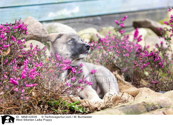 West Siberian Laika Puppy / MAB-02836