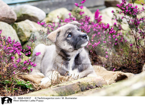 Westsibirischer Laika Welpe / West Siberian Laika Puppy / MAB-02837