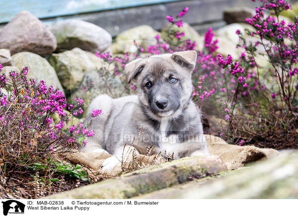 Westsibirischer Laika Welpe / West Siberian Laika Puppy / MAB-02838