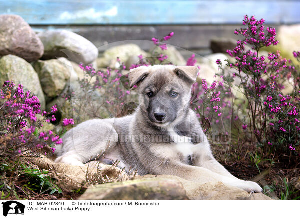 Westsibirischer Laika Welpe / West Siberian Laika Puppy / MAB-02840