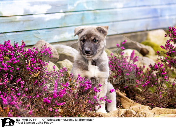 Westsibirischer Laika Welpe / West Siberian Laika Puppy / MAB-02841