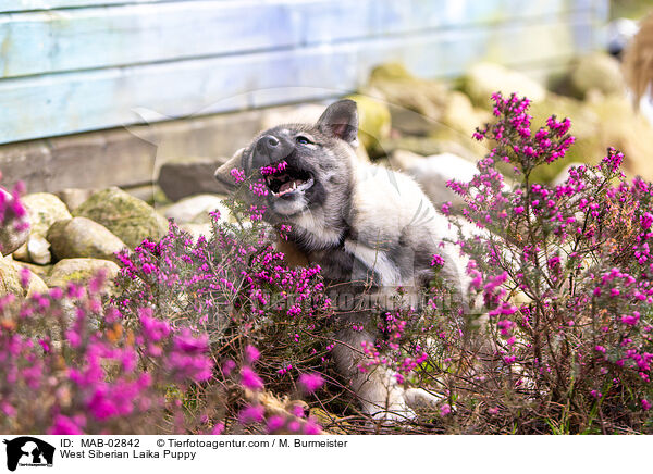 West Siberian Laika Puppy / MAB-02842