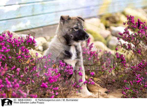 Westsibirischer Laika Welpe / West Siberian Laika Puppy / MAB-02843