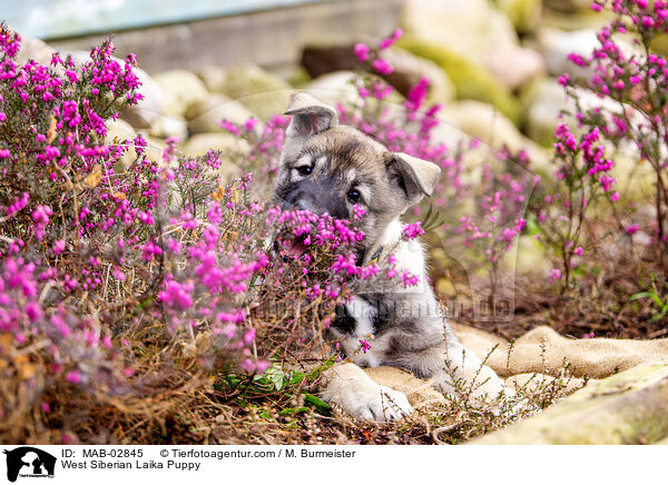 West Siberian Laika Puppy / MAB-02845