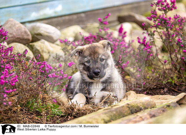 Westsibirischer Laika Welpe / West Siberian Laika Puppy / MAB-02848