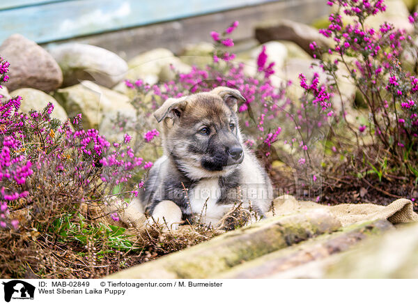 Westsibirischer Laika Welpe / West Siberian Laika Puppy / MAB-02849