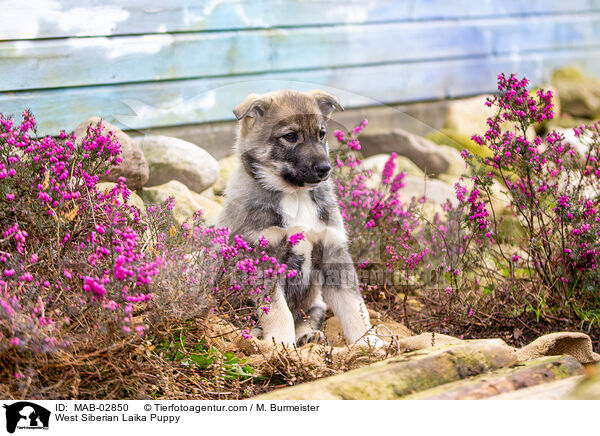 West Siberian Laika Puppy / MAB-02850