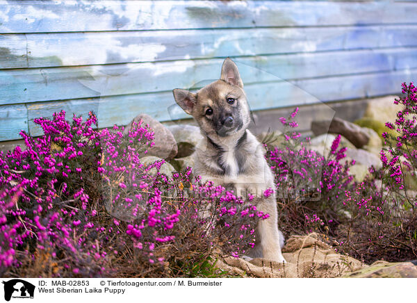 Westsibirischer Laika Welpe / West Siberian Laika Puppy / MAB-02853